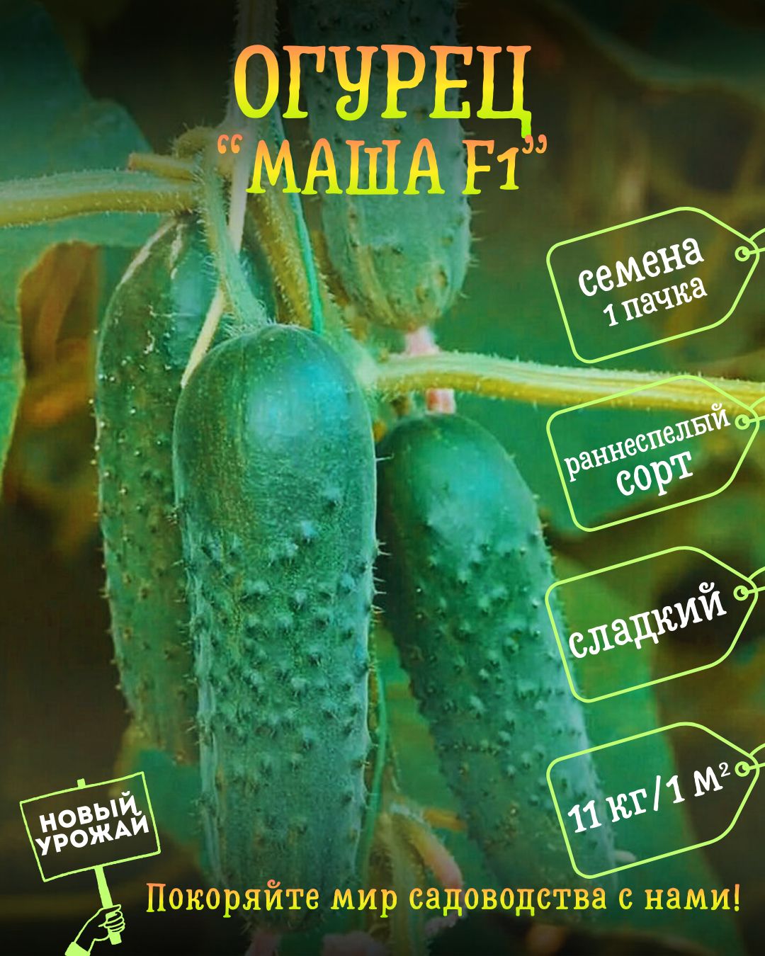 ОгурецМашаF1,семена,10шт.