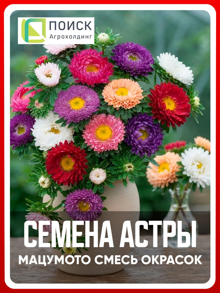 Семена Астра мацумото "Смесь окрасок" 0,1 гр, однолетние цветы для дачи, сада и огорода, клумбы, в открытый #1