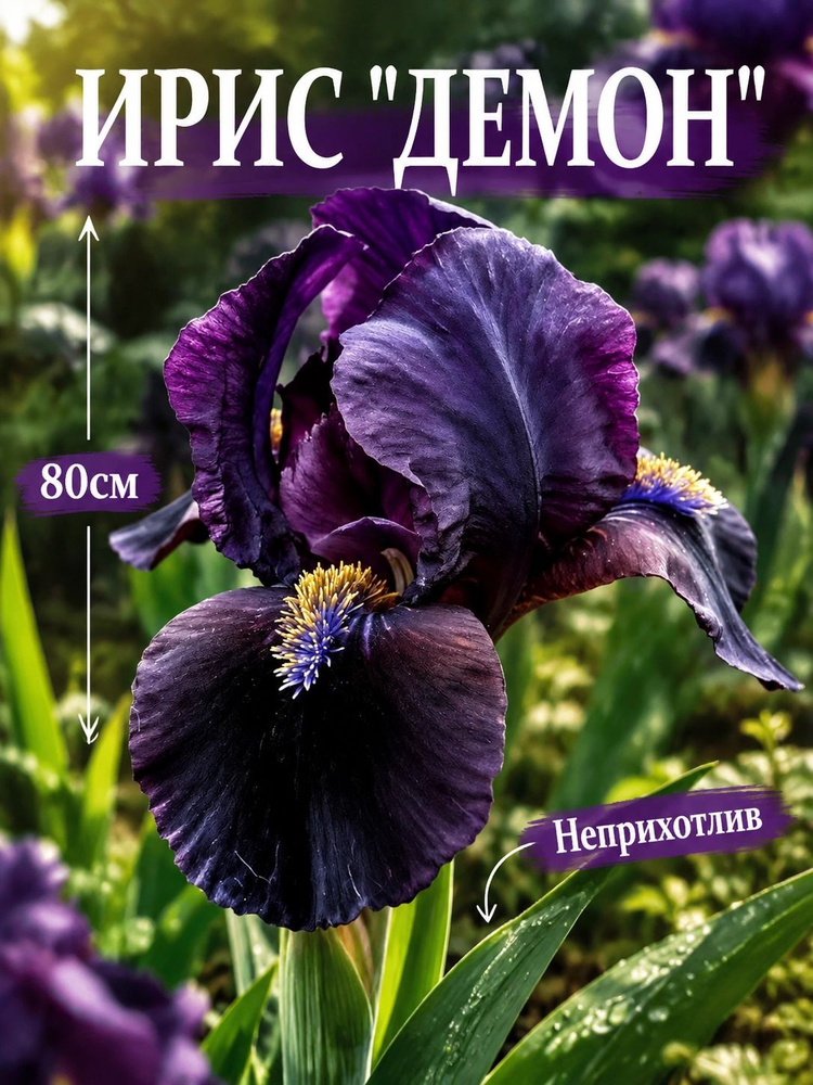 Ирис "Демон" #1