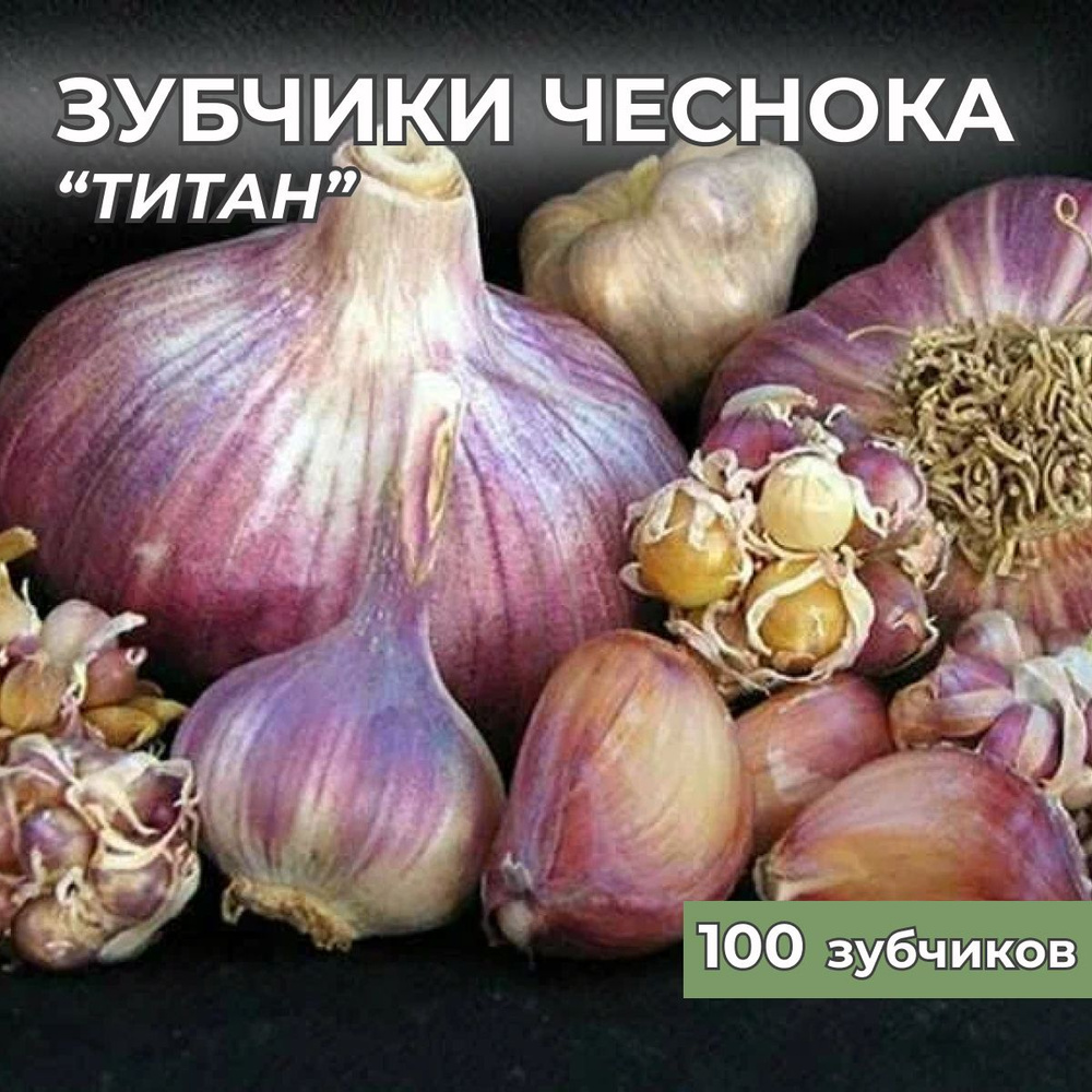 Зубчики чеснока на посадку 