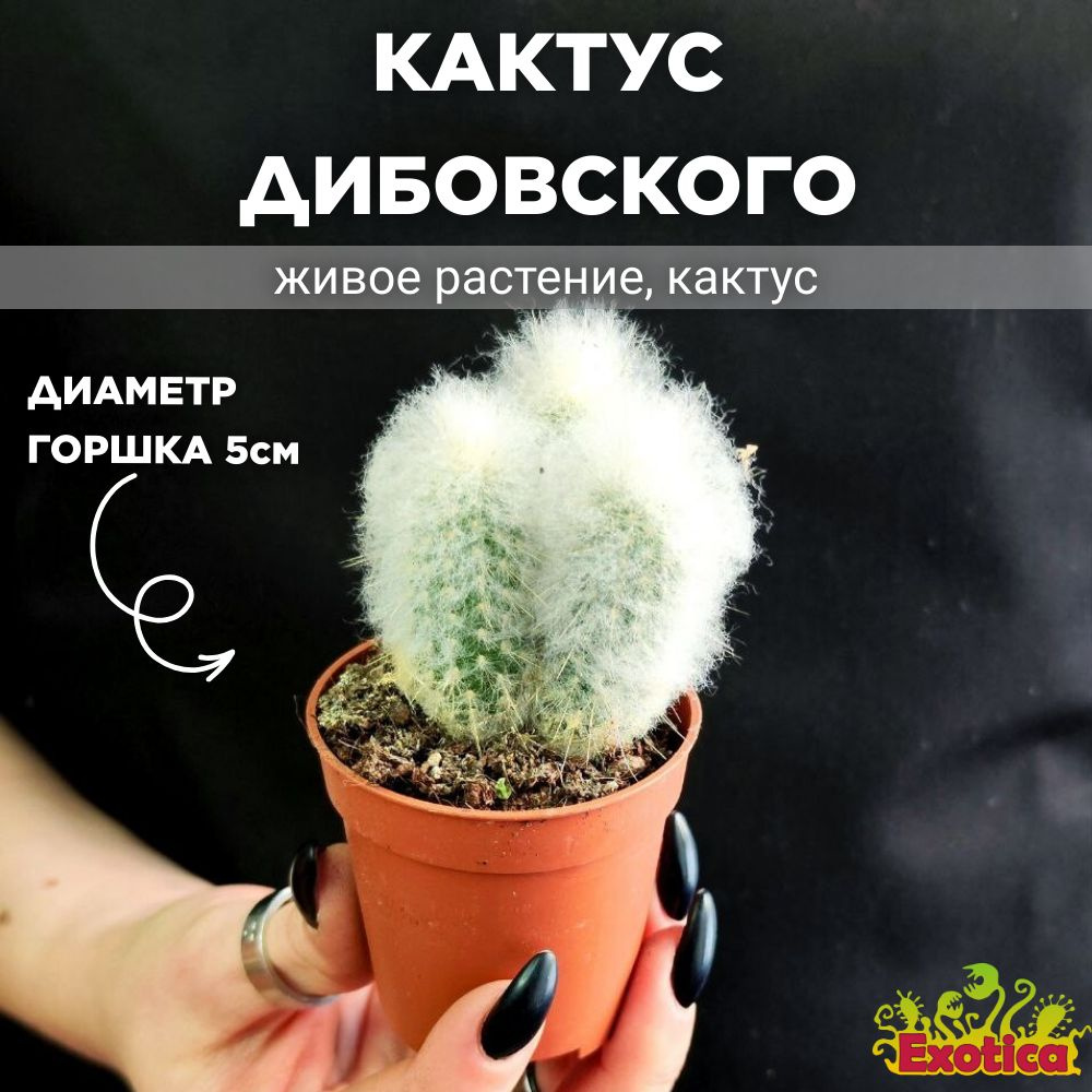 Кактус Волосатый Аустроцефалоцереус Дибовского (Austrocephalocereus Duwboyskii) D5см  #1