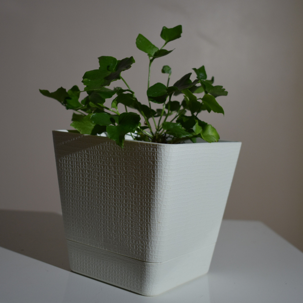 Плющ обыкновенный Хедера Hedera Helix d12, 12 дм, 1 шт - купить по ...