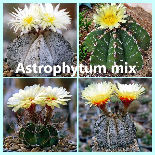 Семена кактуса Astrophytum микс - (10 шт.) #1