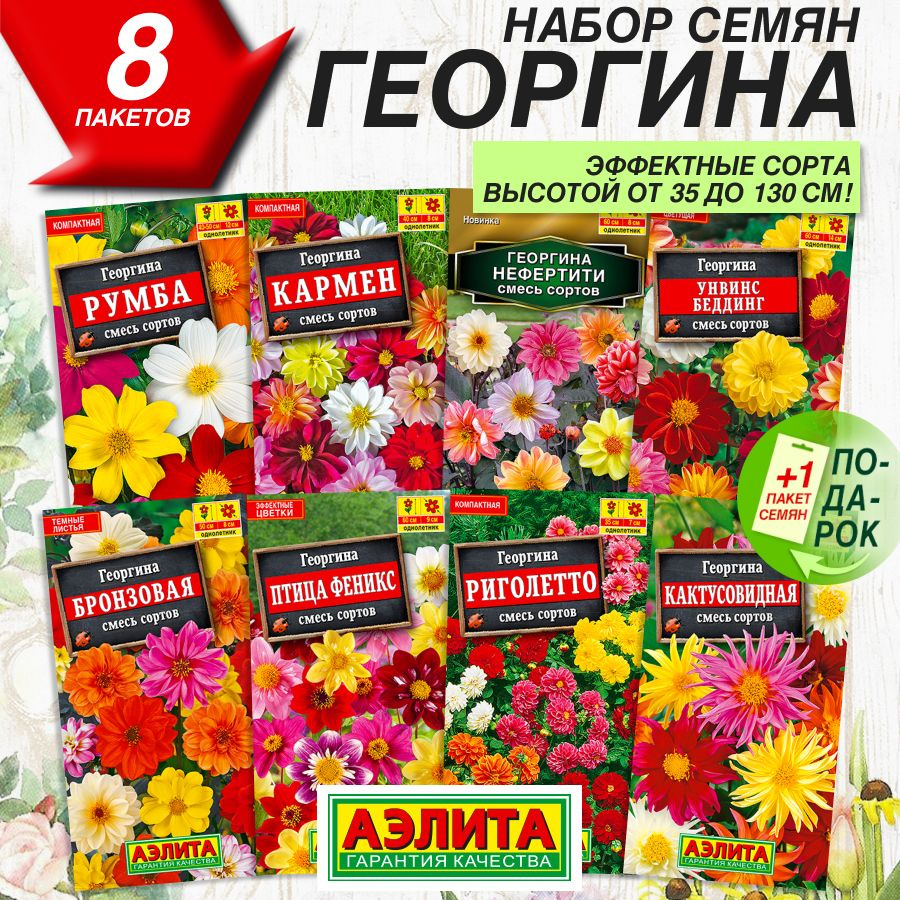 Однолетние георгины | Flower bed edging, Annual plants, Garden vases