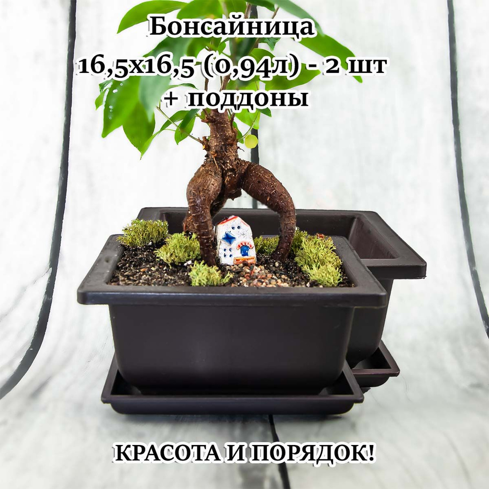 Бонсайница 0,94л 2шт #1