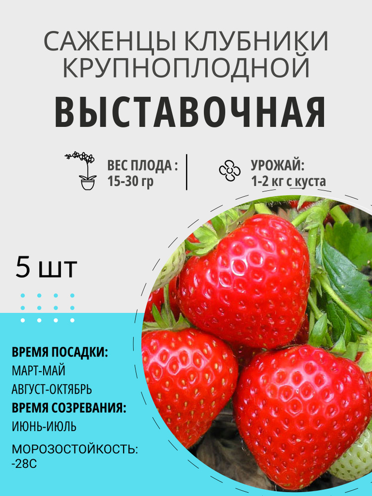 Саженцы ягодные, клубника Выставочная крупноплодная и ремонтантная, многолетние плодовые растения  #1