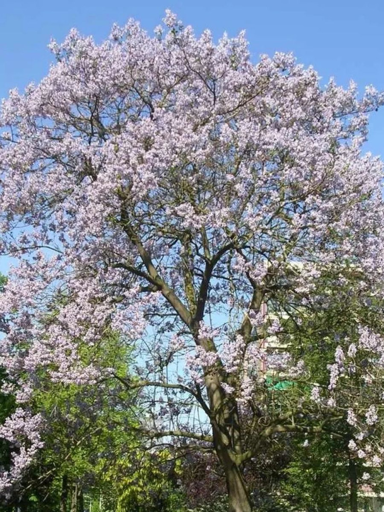 Семена Павловния удлиненная (Paulownia elongata), 100 штук #1