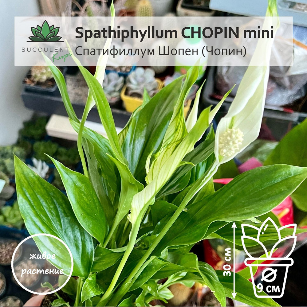 Спатифиллум Spathiphyllum CHOPIN mini / Спатифиллум Шопен (Чопин), Женское  Счастье, 9 дм - купить по выгодной цене в интернет-магазине OZON  (1563271763)