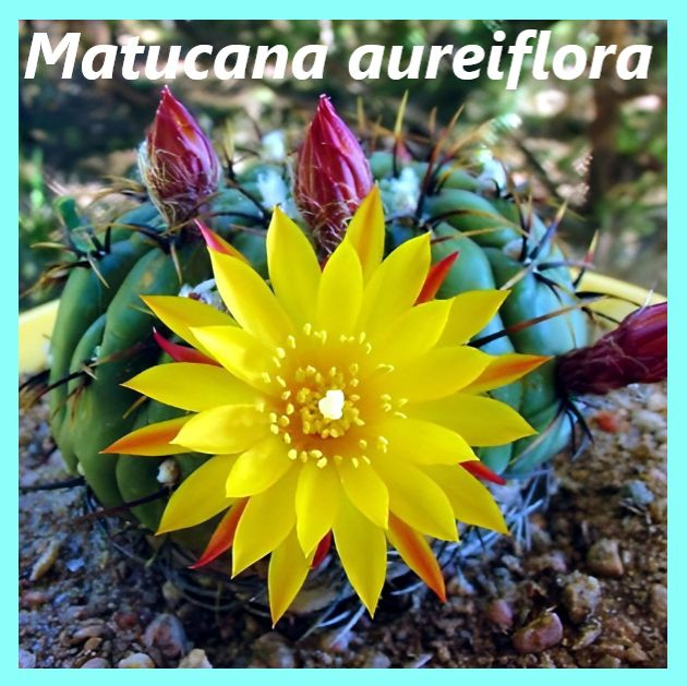 Семена кактуса Матукана - Matucana aureiflora (10 шт.) #1