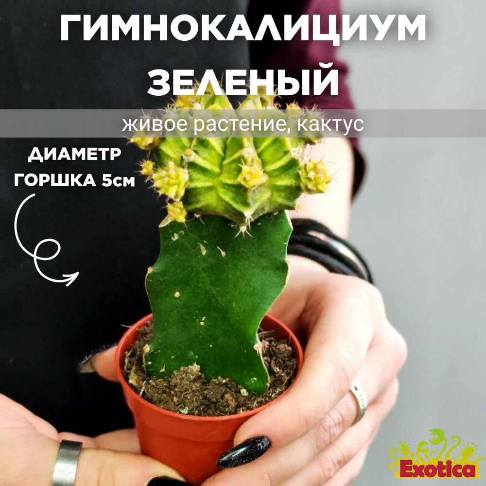 Кактус Гимнокалициум Михановича Зеленый (Gymnocalycium Mihanovichii Green) D5см  #1