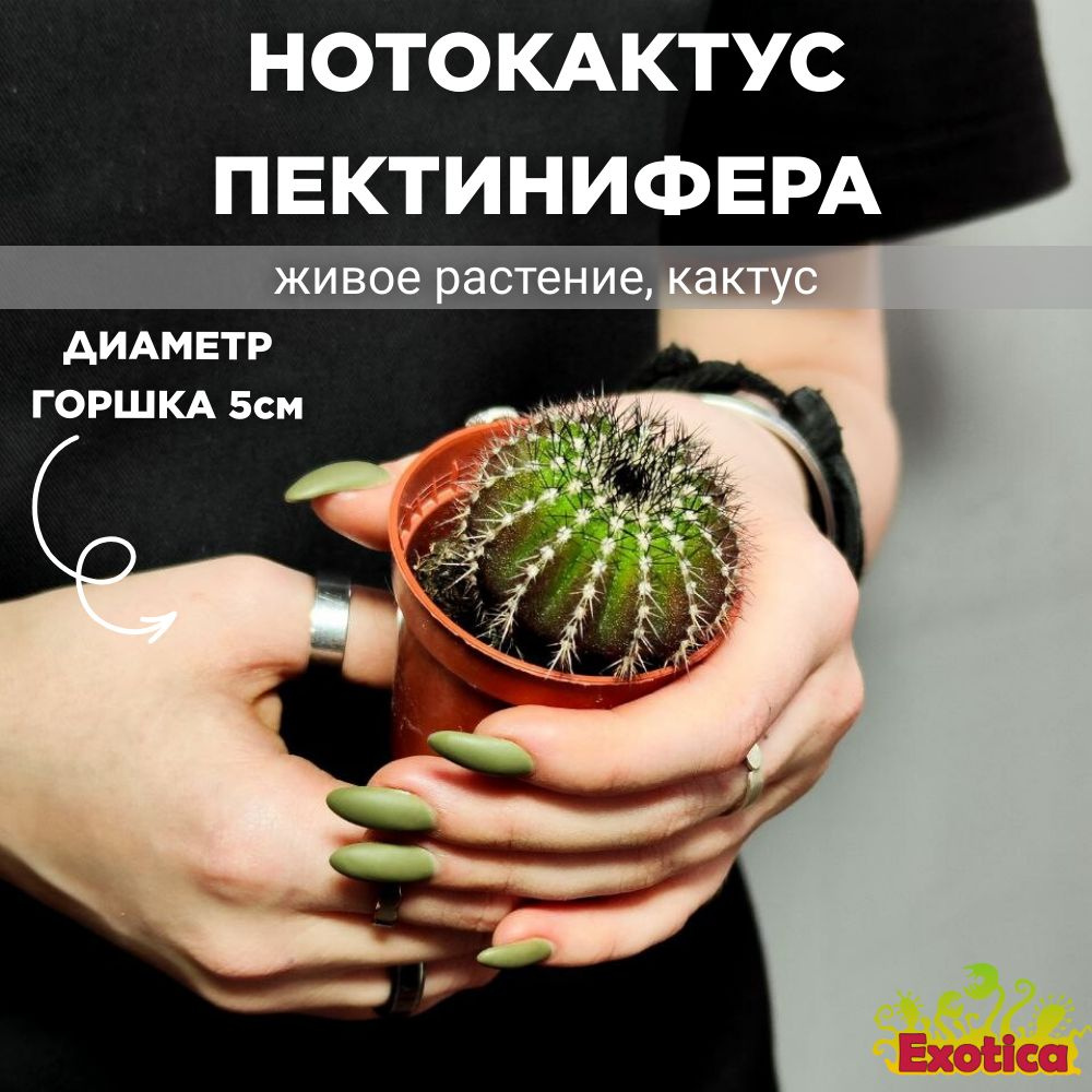 Нотокактус Юбельмания Пектинифера (Notocactus Uebelmannianus Pectinifera) D5см  #1