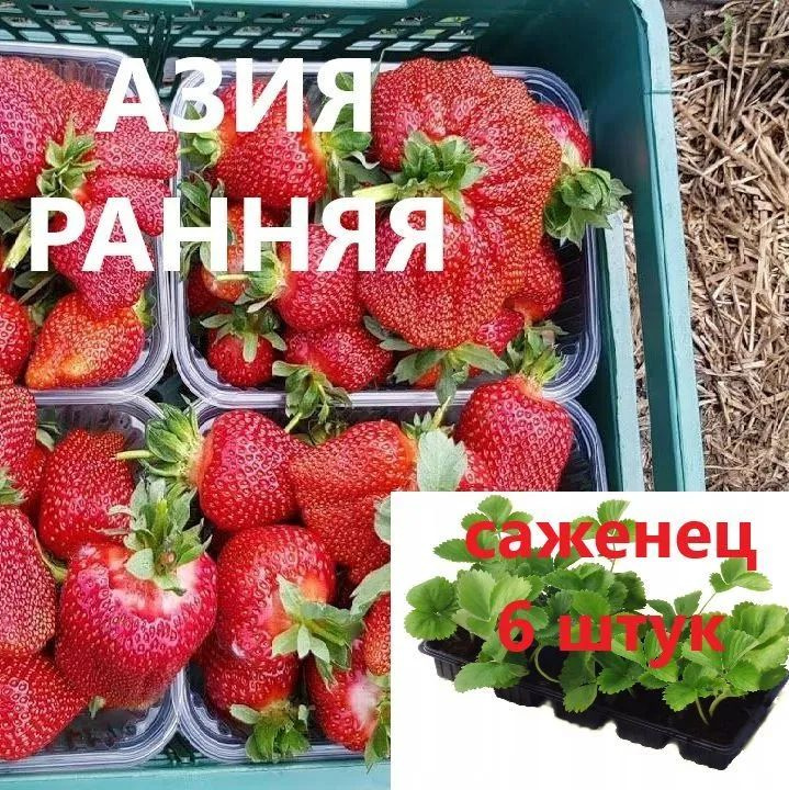 Клубника Азия (Ранняя) Крупноплодная, 10 штук саженцев #1