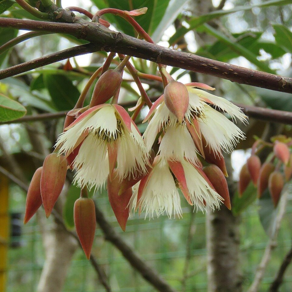 Elaeocarpus SERRATUS (Элеокарпус) семена 5 штук #1