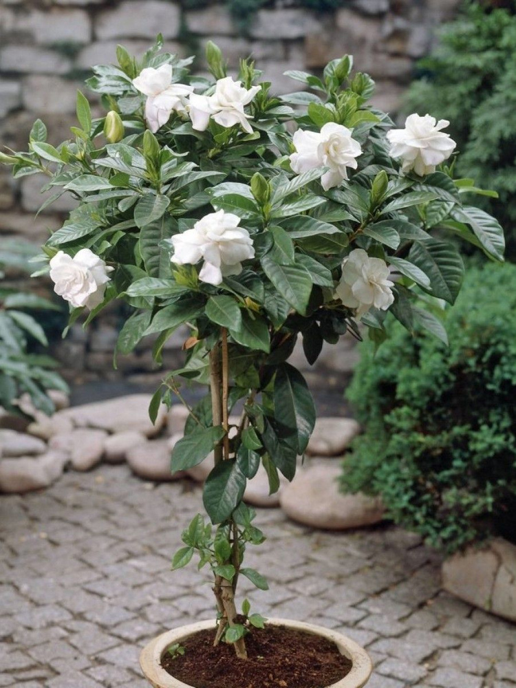 Семена Гардения жасминовидная (Gardenia jasminoides), 8 штук #1