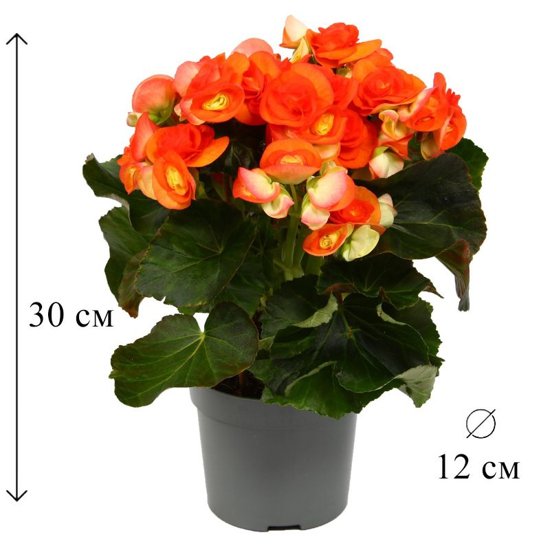 Патрисия Ромбергтің алғашқы порно фильмі, бейнені қараңыз