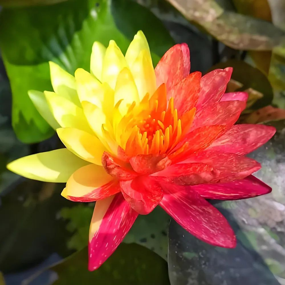 Лотос "Шоушен", 20 семян в упаковке #1