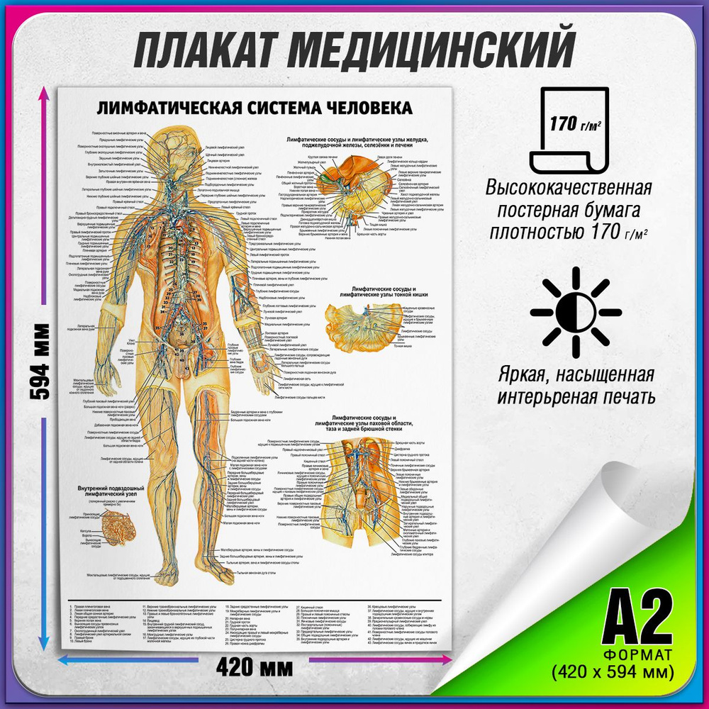 Информационный медицинский плакат "Лимфатическая система человека" / А-2 (42x60 см.)  #1