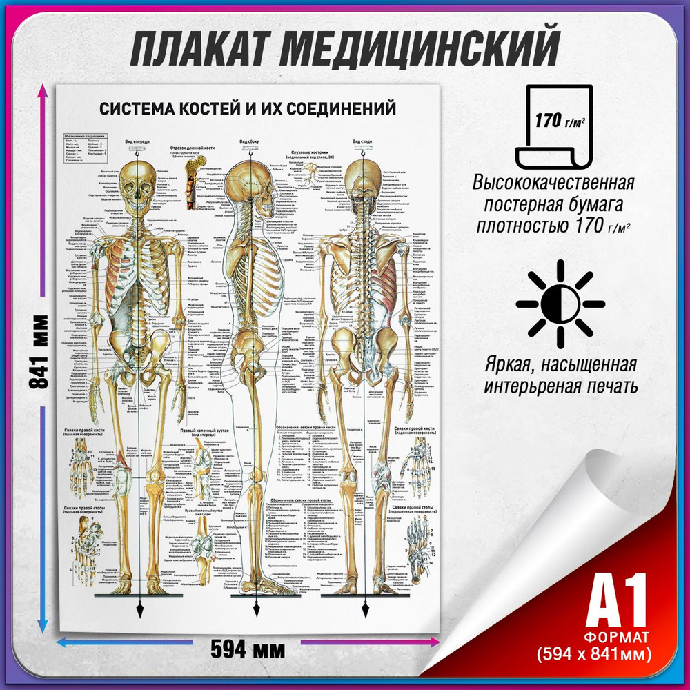 Информационный медицинский плакат "Кости человека" / А-1 (60x84 см.)  #1