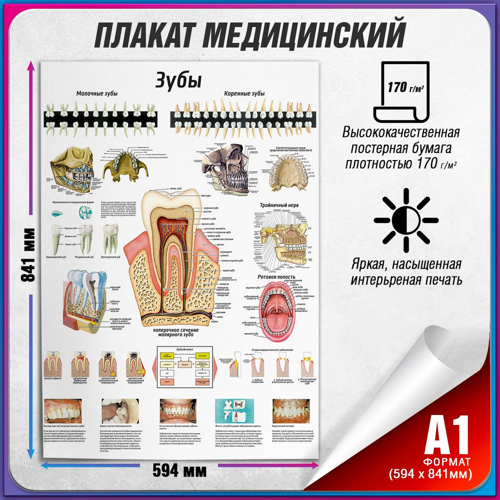 Информационный медицинский плакат "Анатомия зубов: строение, расположение" / А-1 (60x84 см.)  #1