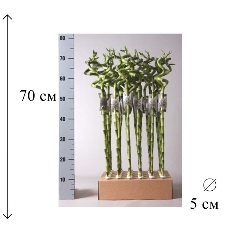 Драцена Лакки Бамбук (спираль) 5/70 CF #1