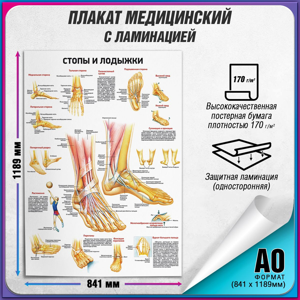 Информационный медицинский плакат "Стопы и лодыжки" / ламинированный / А-0 (84x119 см.)  #1