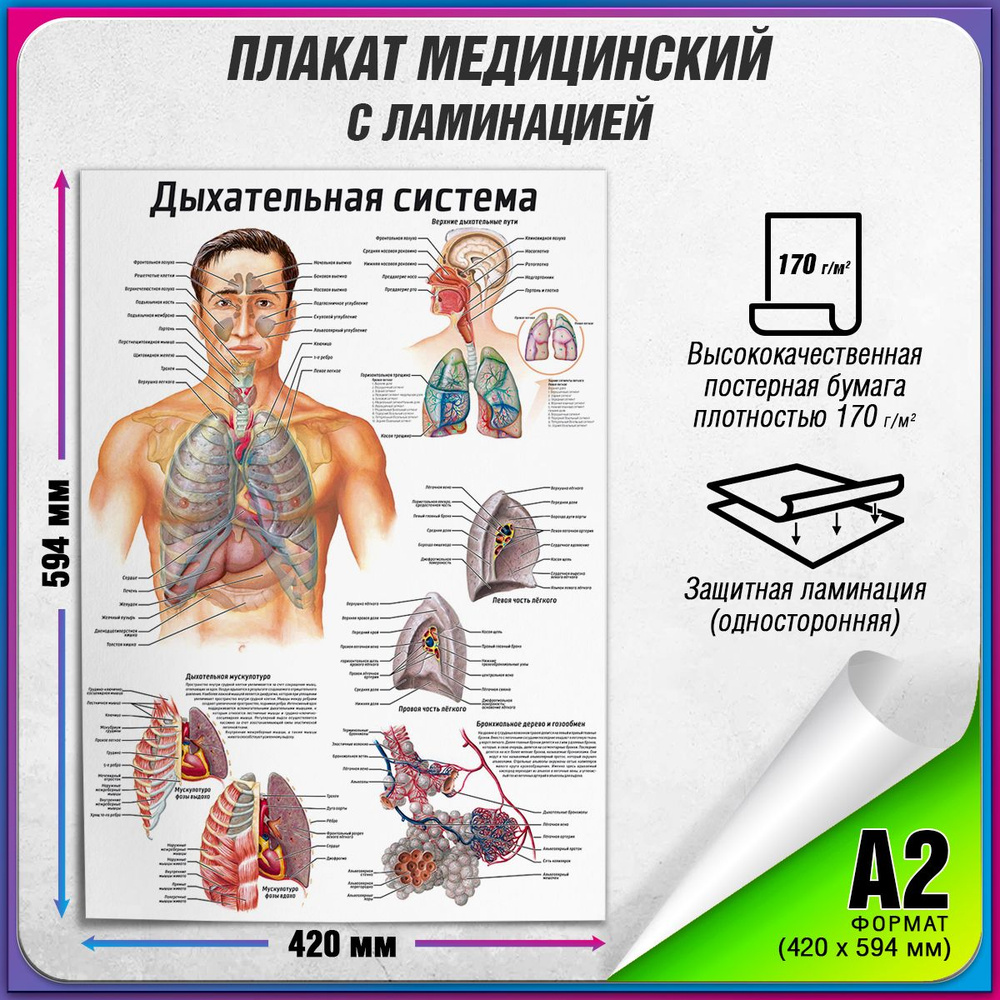 Информационный медицинский плакат "Дыхательная система" / ламинированный / А-2 (42x60 см.)  #1