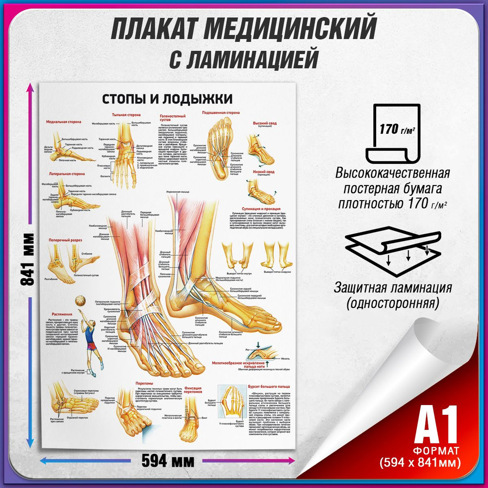 Информационный медицинский плакат "Стопы и лодыжки" / ламинированный / А-1 (60x84 см.)  #1