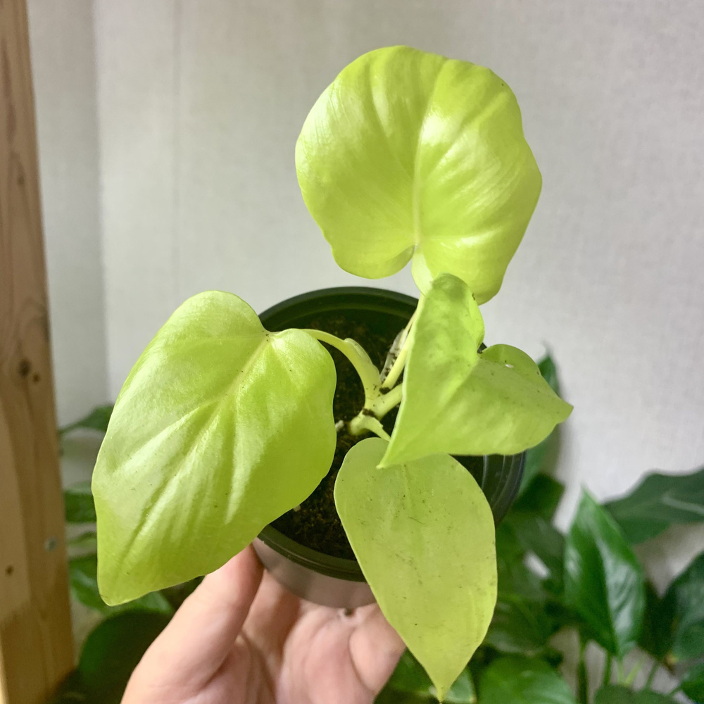 Растение филодендрон Селло Сатин Голд (детка). Живое комнатное растение ...