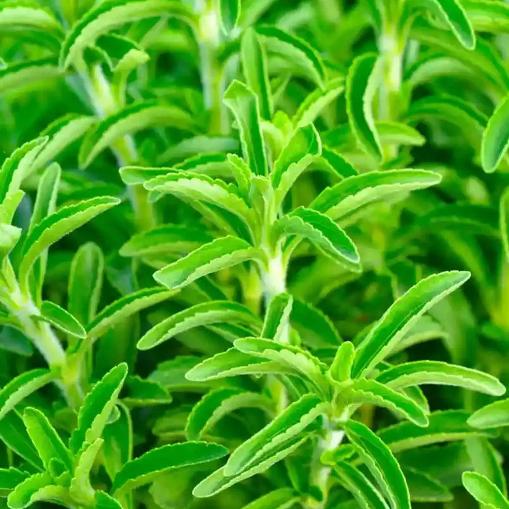 Стевия ребаудиана, 300 семян в упаковке #1