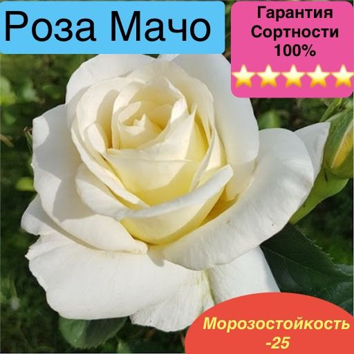 Роза Мачо #1
