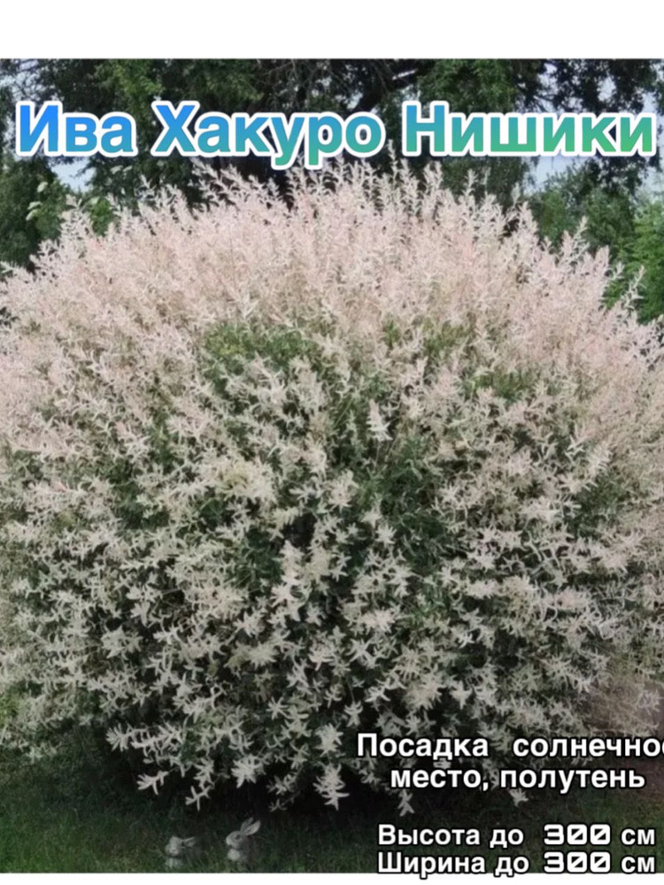 Ива Хакуро Нишики от Зелёная дача #1