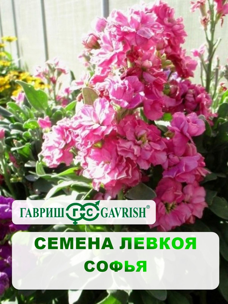 Семена Левкоя "Софья" 0,05 гр. #1