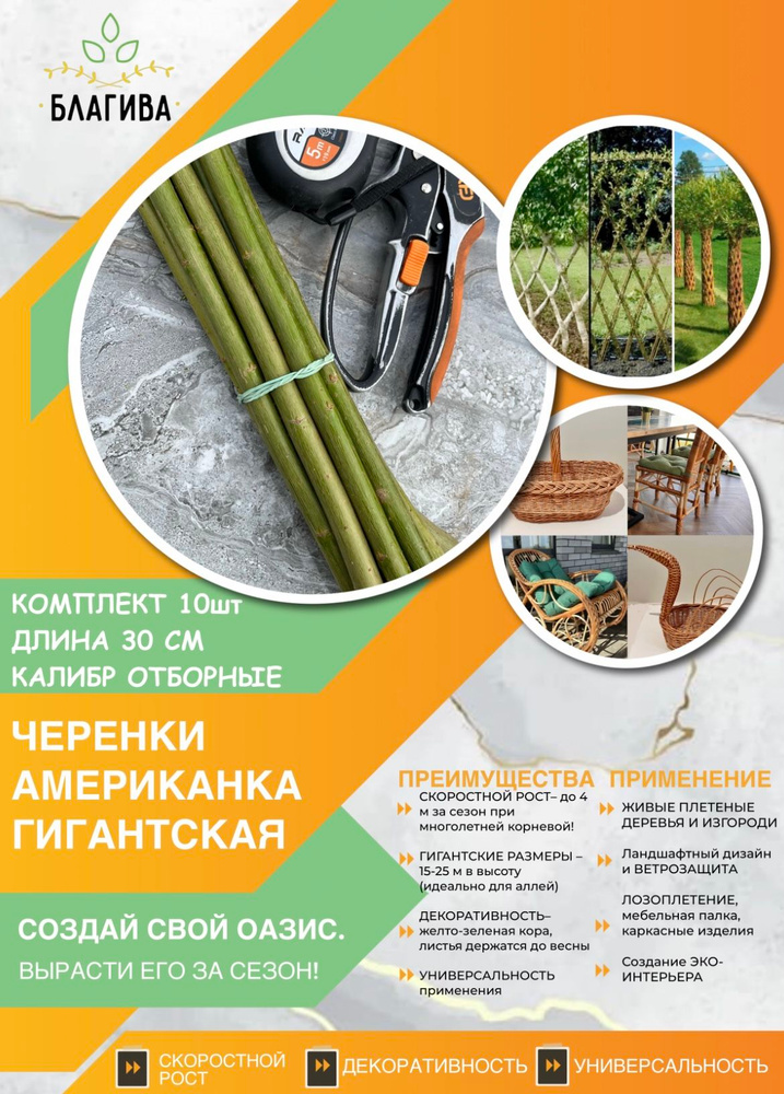Черенки ивы "Американка Гигантская" I 10 шт I калибр ОТБОРНЫЕ I Для живой изгороди, плетения, ландшафта #1