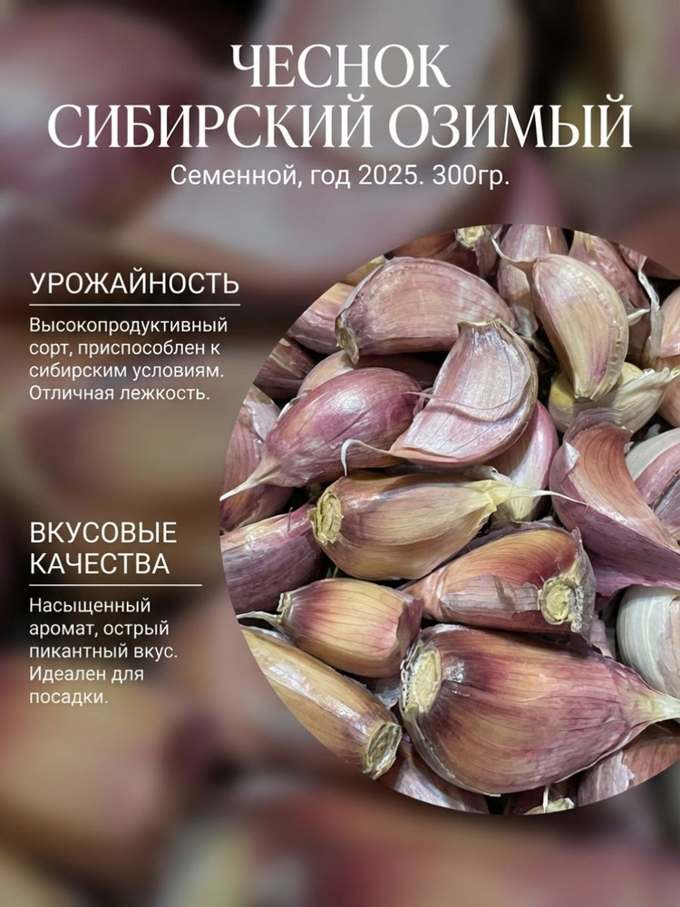 Чеснок ОЗИМЫЙ Сибирский 300гр (зубок) #1