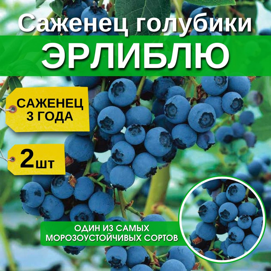 Голубика блюрей отзывы Голубика блюрей отзывы