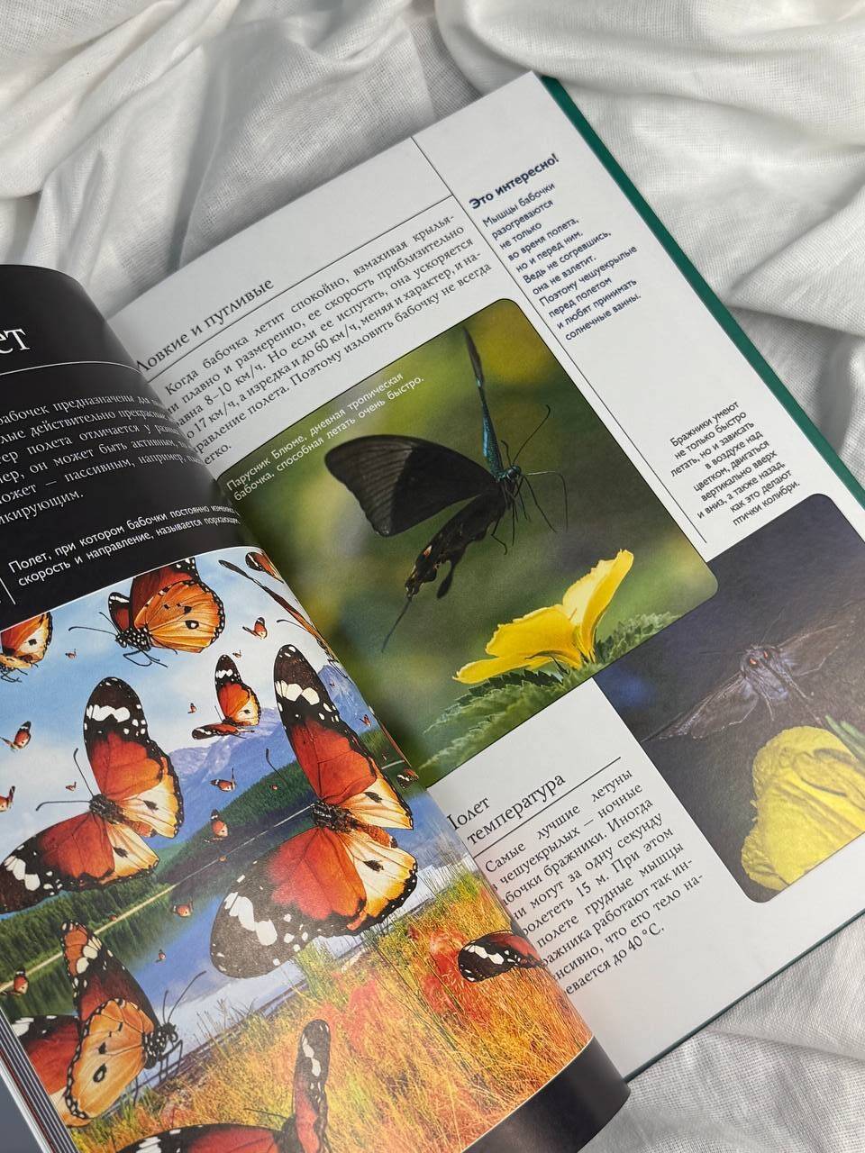 Бабочки. Иллюстрированный гид | Butterflies. Illustrated Guide - Ozon image 3