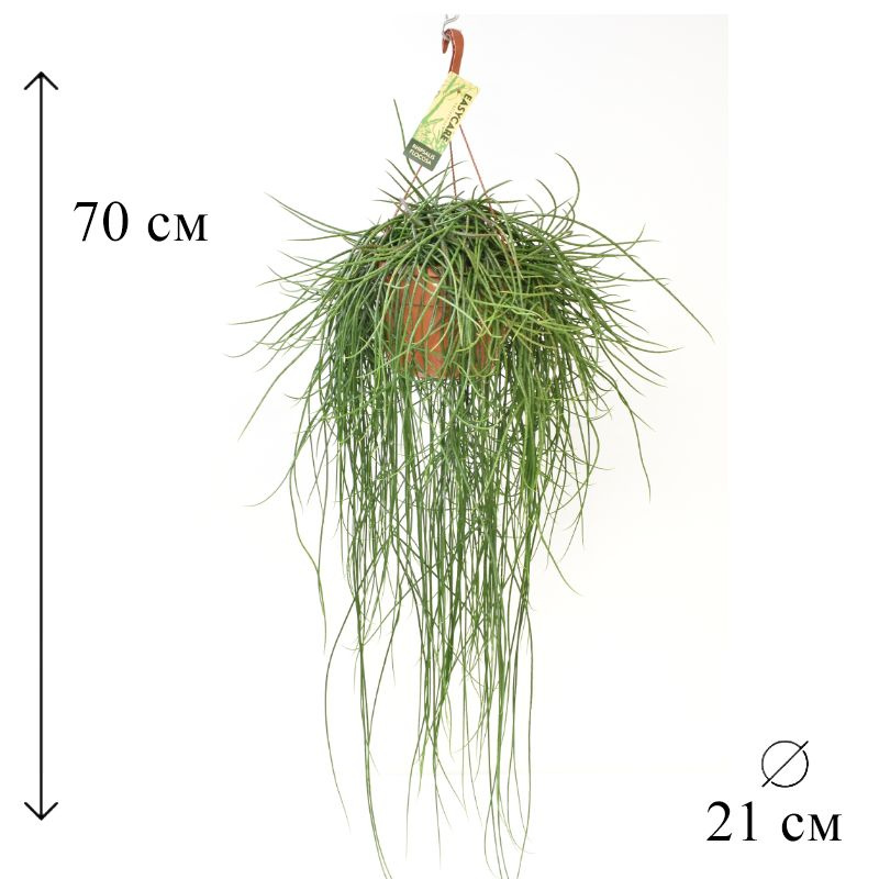 Рипсалис Флоккоса 21/70 см #1
