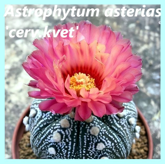 Семена кактуса - Astrophytum asterias (5шт.) #1