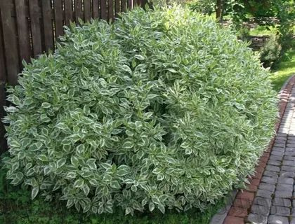 Саженцы дере купить на OZON по низкой цене