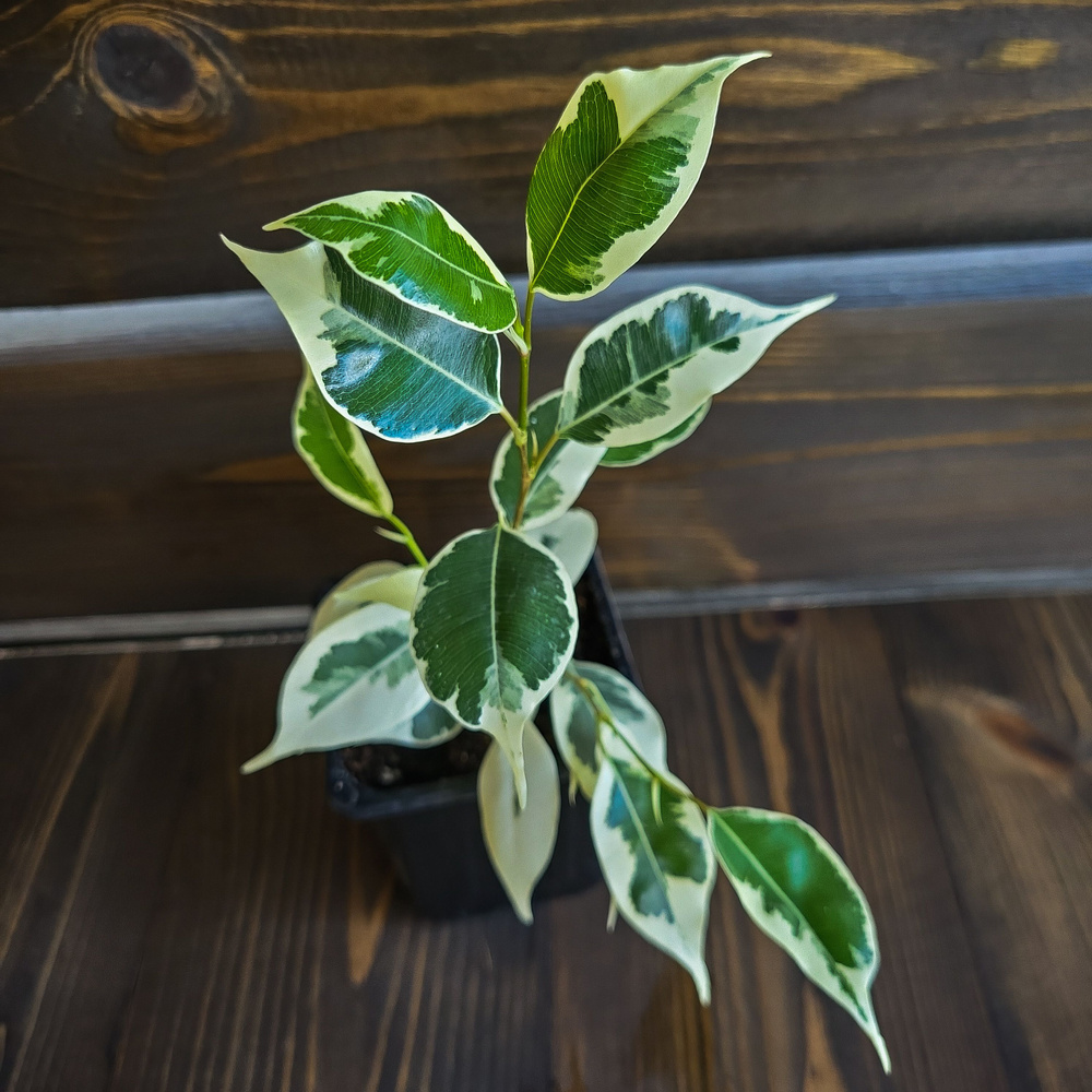 Фикус твайлайт, 7 дм, 1 шт - купить по выгодной цене в интернет ...