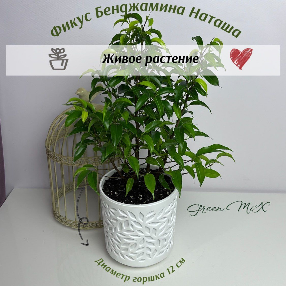 Фикус Фикус Бенджамина Наташа (Ficus Natasja)40см, 13 дм - купить по  выгодной цене в интернет-магазине OZON (1260574807)