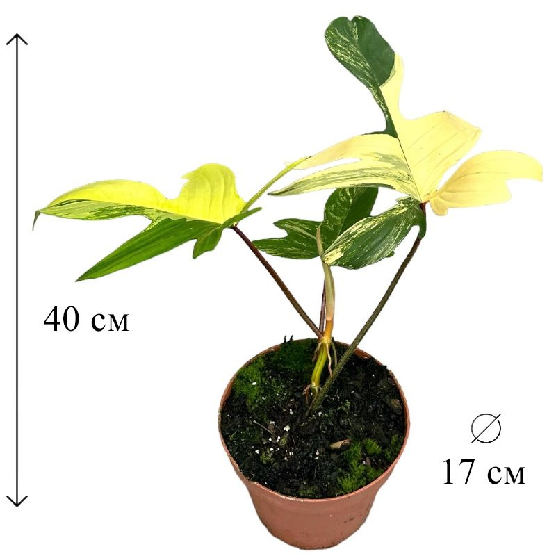 Филодендрон Флорида Вариегата 17/40 см #1
