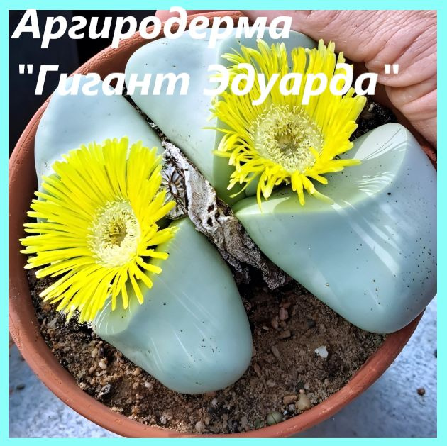 Аргиродерма кратерообразная "Гигант Эдуарда"-Argyroderma crateriforme "Eduard's Giant" (10 шт)  #1