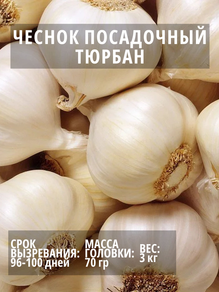 Чеснок посадочный Тюрбан озимый 3 кг #1