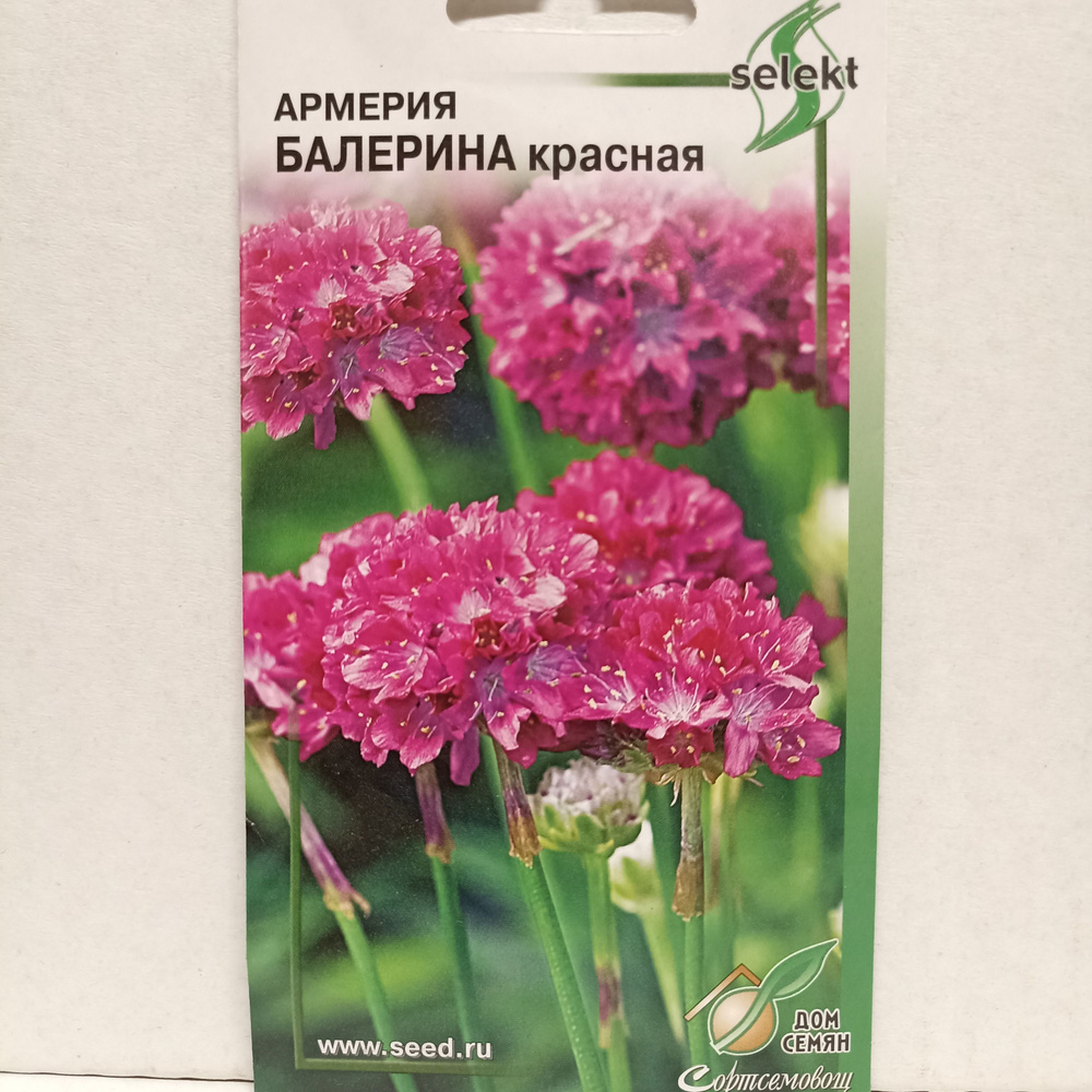 Армерия Балерина, красная, 5 семян #1