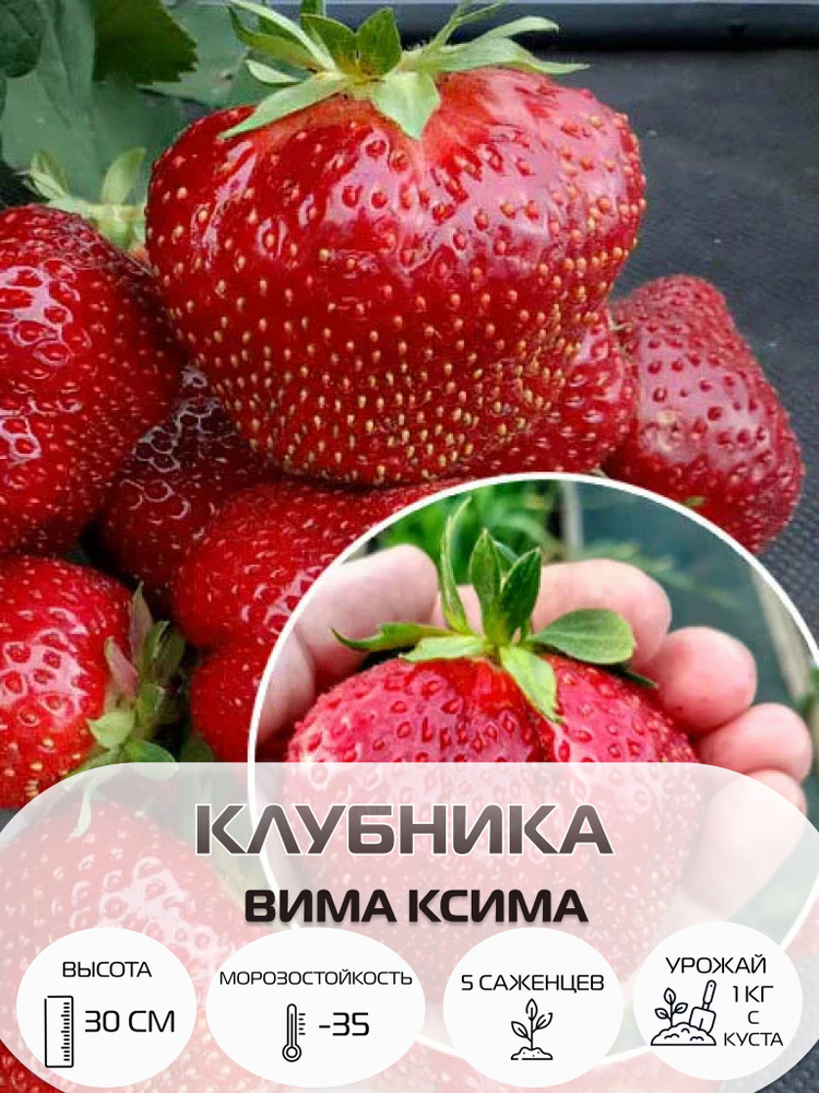 Клубника Вима Ксима, саженцы многолетние ягодных кустарников, крупноплодные и ремонтантные сорта  #1