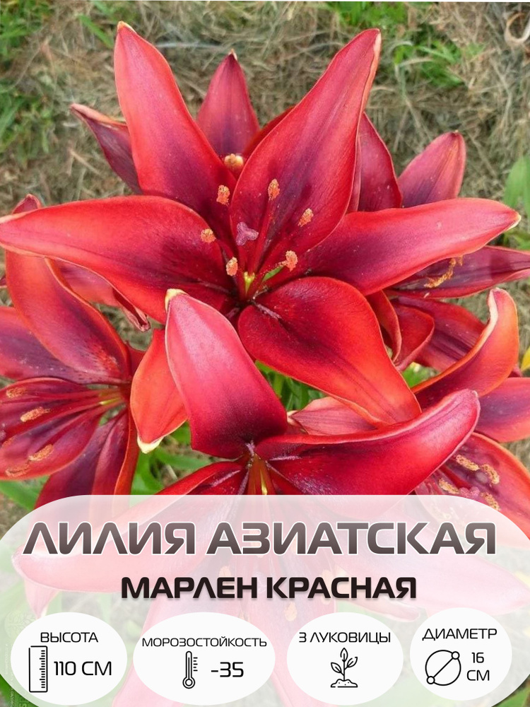 Луковицы лилии азиатской Марлен Красная, многолетние цветы  #1