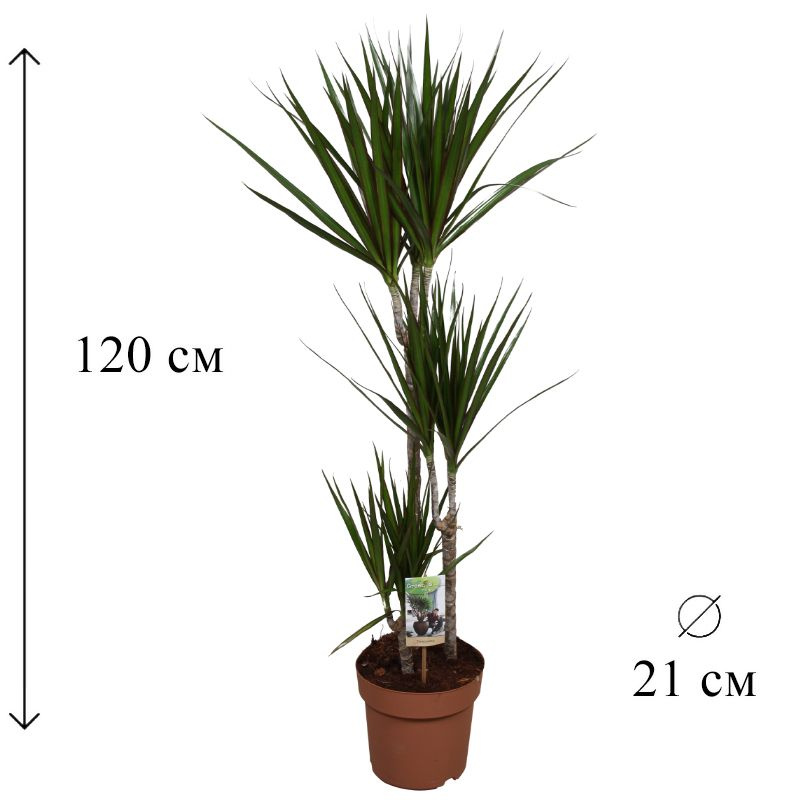 Драцена Маргината 3 ств 21/120 CF #1