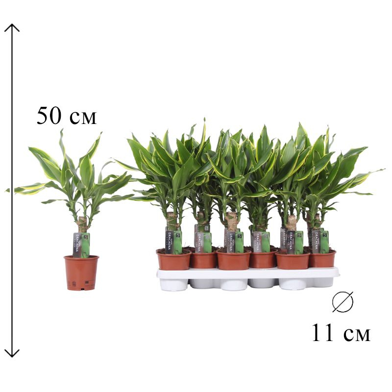 Драцена Фрагр Голд Коаст 11/50 CF #1