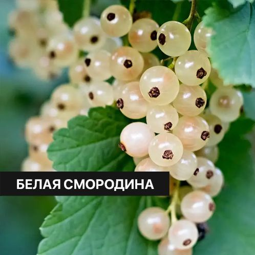 Отдушка CandleScience White Currant 50 г (Белая смородина) #1